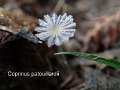 Coprinopsis patouillardii-amf1950-1